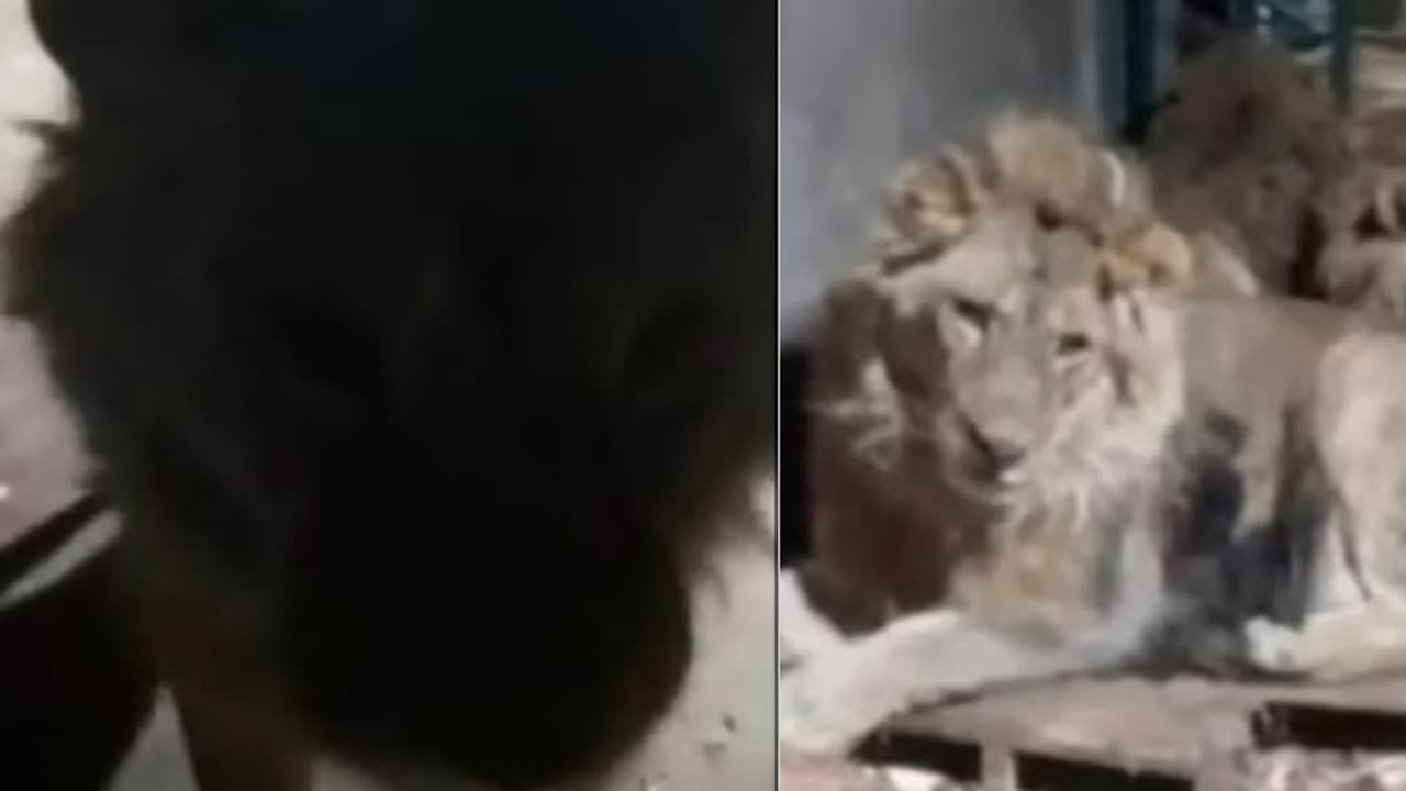 'സിംബ ശാന്തമാകൂ', അലറി വിളിച്ച് മൃഗശാല കാവൽക്കാരൻ; കാമുകിക്കായി കയറിയത് കൂട്ടിൽ, സിംഹങ്ങൾ കടിച്ചു കീറി തിന്നു 