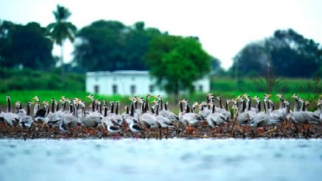 ವಿಜಯನಗರ: ಮಂಗೋಲಿಯಾದಿಂದ ಬಂದ ಚಳಿಗಾಲದ ಅತಿಥಿಗಳು! ವಿಜಯನಗರ: ಮಂಗೋಲಿಯಾದಿಂದ ಬಂದ ಚಳಿಗಾಲದ ಅತಿಥಿಗಳು!