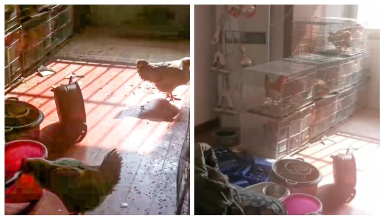 താമസിക്കാനായി ഫ്ലാറ്റ് നൽകി, രണ്ട് വർഷം കഴിഞ്ഞ് കണ്ടത് 'കോഴിഫാം'; ഇവനെയൊക്കെ എന്താണ് ചെയ്യേണ്ടതെന്ന് ഉടമ താമസിക്കാനായി ഫ്ലാറ്റ് നൽകി, രണ്ട് വർഷം കഴിഞ്ഞ് കണ്ടത് 'കോഴിഫാം'; ഇവനെയൊക്കെ എന്താണ് ചെയ്യേണ്ടതെന്ന് ഉടമ