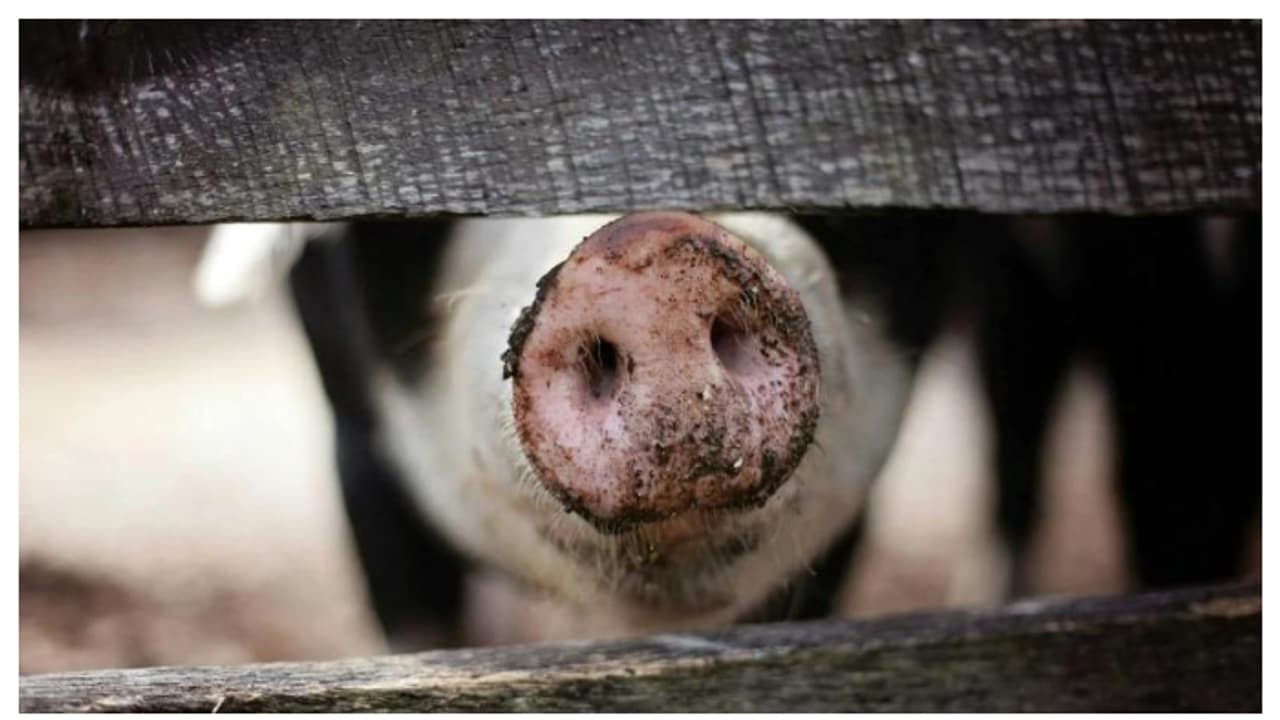 കേന്ദ്ര ആഭ്യന്തര വകുപ്പിന്റെ മുന്നറിയിപ്പ്, 'പന്നിക്കശാപ്പ്' സംഘത്തെ കരുതിയിരിക്കുക, ലക്ഷ്യം വന് തട്ടിപ്പ് കേന്ദ്ര ആഭ്യന്തര വകുപ്പിന്റെ മുന്നറിയിപ്പ്, 'പന്നിക്കശാപ്പ്' സംഘത്തെ കരുതിയിരിക്കുക, ലക്ഷ്യം വന് തട്ടിപ്പ്