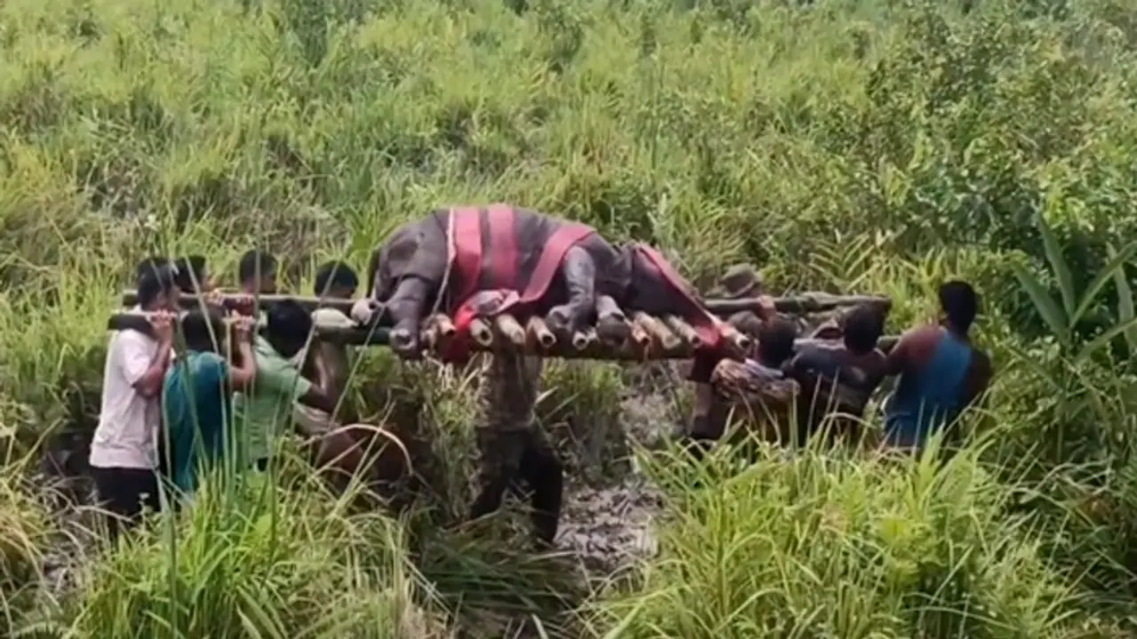 Viral video: Forest officials rescue rhino calf weighing 600 kgs, netizens can't keep calm (WATCH) Viral video: Forest officials rescue rhino calf weighing 600 kgs, netizens can't keep calm (WATCH)