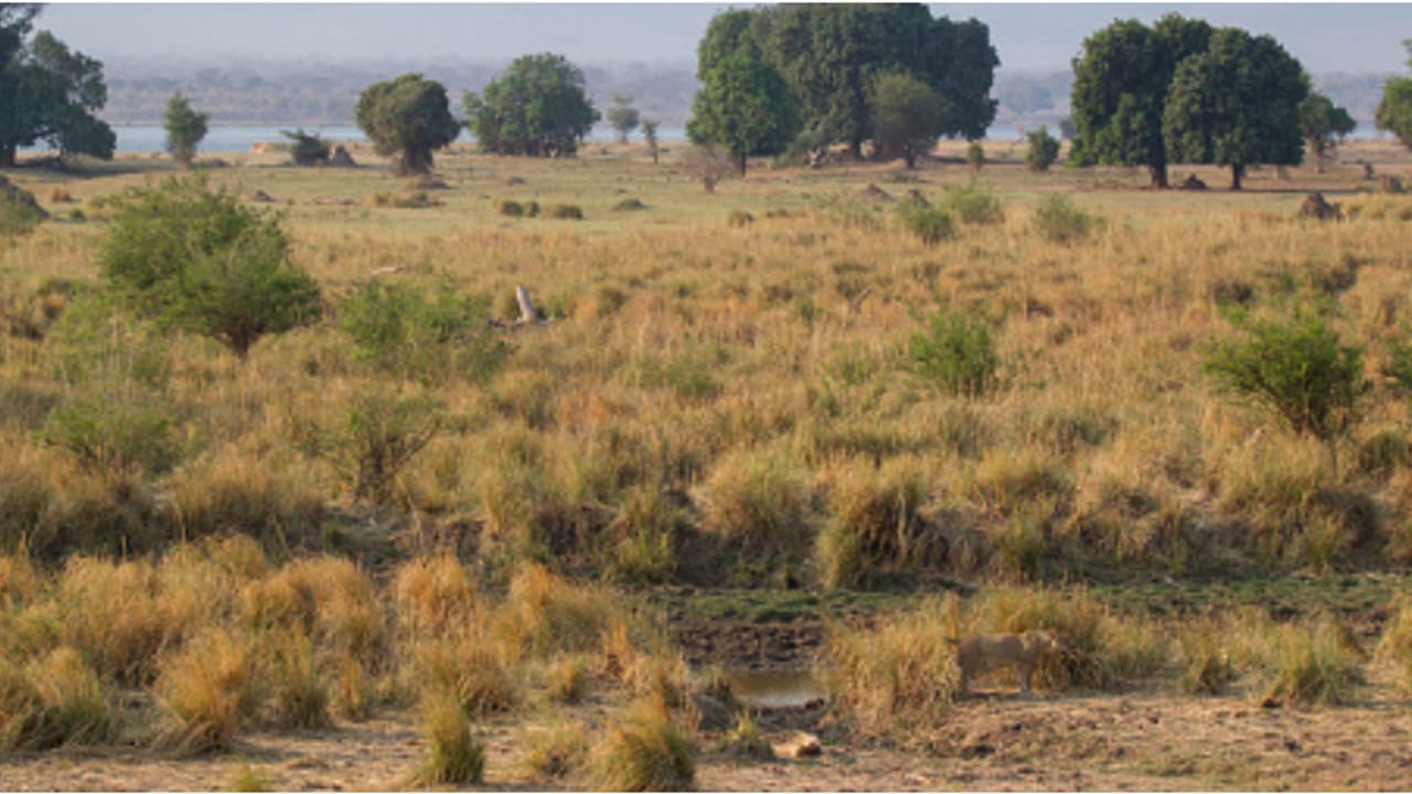 സിംഹവും കാട്ടാനയും വിലസുന്ന കാട്ടിൽ ഏഴ് വയസുകാരൻ തനിച്ച് കുടുങ്ങിയത് 5 ദിവസം, അത്ഭുത രക്ഷ 