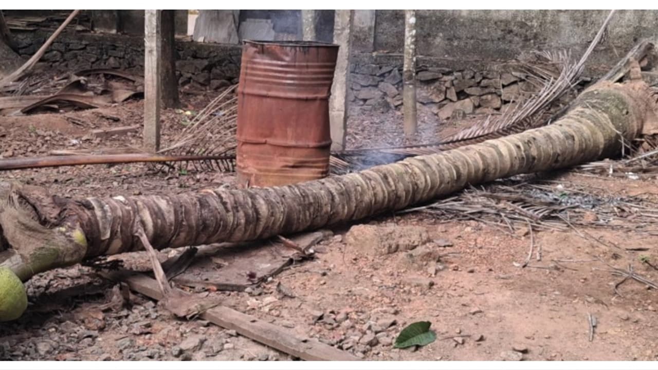 തെങ്ങ് കടപുഴകി ദേഹത്ത് വീണ് 5 വയസുകാരന് ദാരുണാന്ത്യം; സംഭവം പെരുമ്പാവൂരില് തെങ്ങ് കടപുഴകി ദേഹത്ത് വീണ് 5 വയസുകാരന് ദാരുണാന്ത്യം; സംഭവം പെരുമ്പാവൂരില്