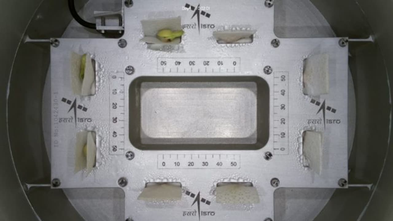 Life sprouts in space! ISRO CROPS experiment successfully germinates cowpea seeds in Microgravity