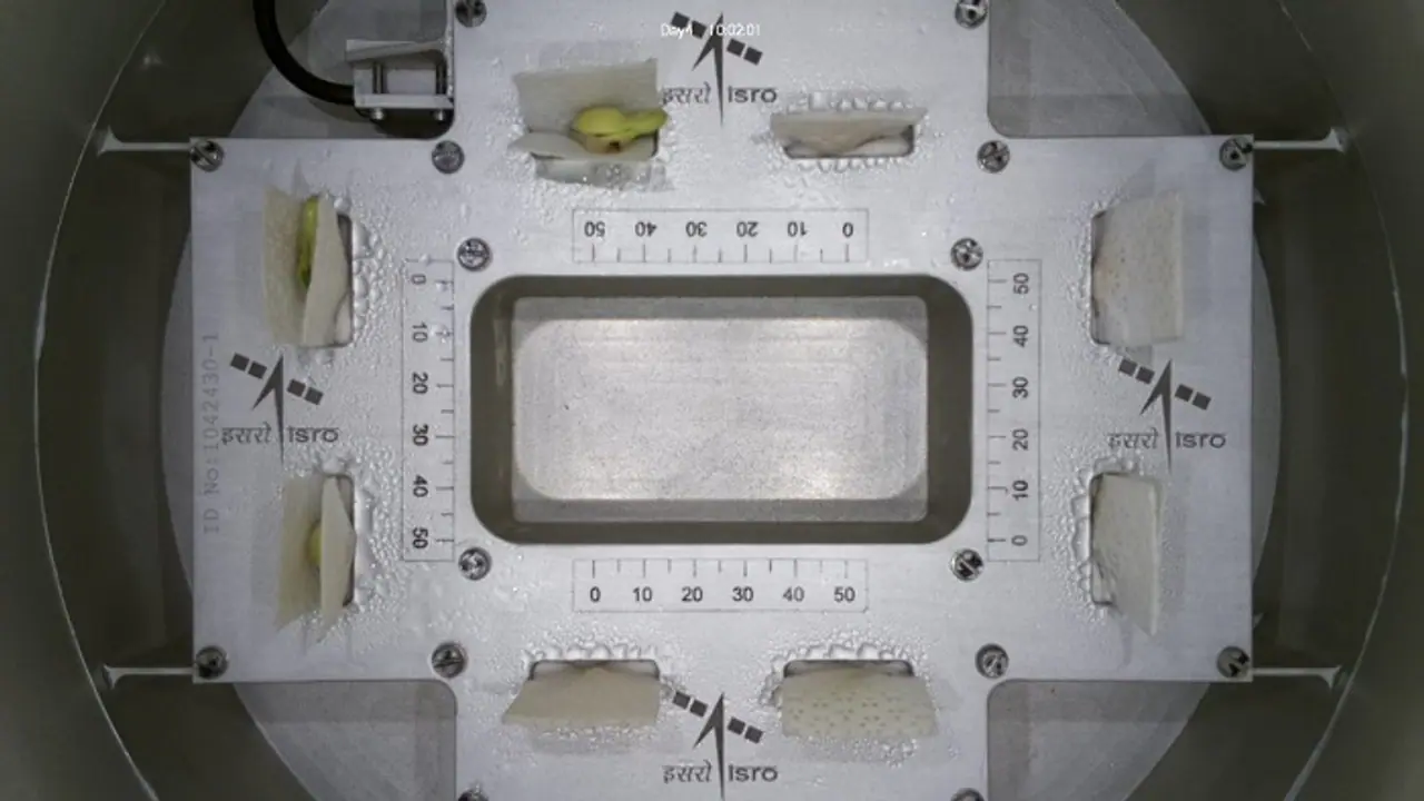 ಇಸ್ರೋ ಗಗನ ಜೀವಾಂಕುರ: ಬಾಹ್ಯಾಕಾಶದ ಶೂನ್ಯ ಗುರುತ್ವದಲ್ಲೂ ಮೊಳಕೆಯೊಡೆದ ಬೀಜ! ಇಸ್ರೋ ಗಗನ ಜೀವಾಂಕುರ: ಬಾಹ್ಯಾಕಾಶದ ಶೂನ್ಯ ಗುರುತ್ವದಲ್ಲೂ ಮೊಳಕೆಯೊಡೆದ ಬೀಜ!