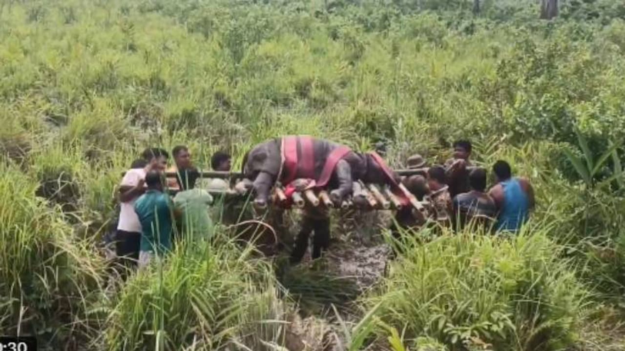 ഹീറോസ് തന്നെ, ഒന്നും നോക്കിയില്ല ഒത്തുപിടിച്ചു; 600 കിലോ ഭാരം, ചതുപ്പിൽവീണ കണ്ടാമൃഗത്തെ ചുമലിലേറ്റി ഉദ്യോഗസ്ഥർ