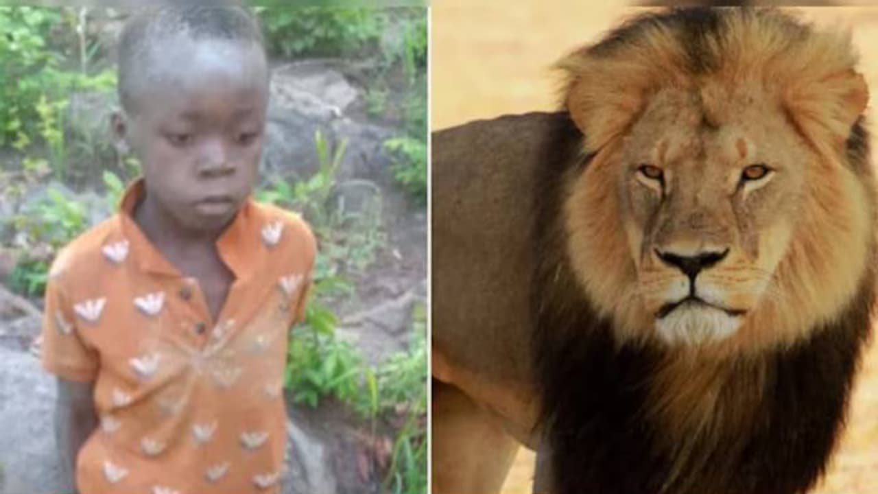 അവിശ്വസനീയം! വെറും 8 വയസ് മാത്രം, സിംഹവും പുലിയും ആനയുമുള്ള കൊടുംകാട്ടിൽ 5 ദിവസം, ഒടുവിൽ ആശ്വാസം