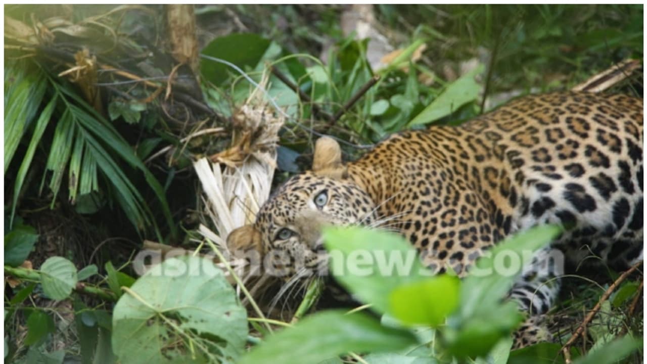  കണ്ണൂരിൽ ജനവാസ മേഖലയിൽ പുലി, കേബിൾ കെണിയിൽ കുടുങ്ങിക്കിടക്കുന്നു