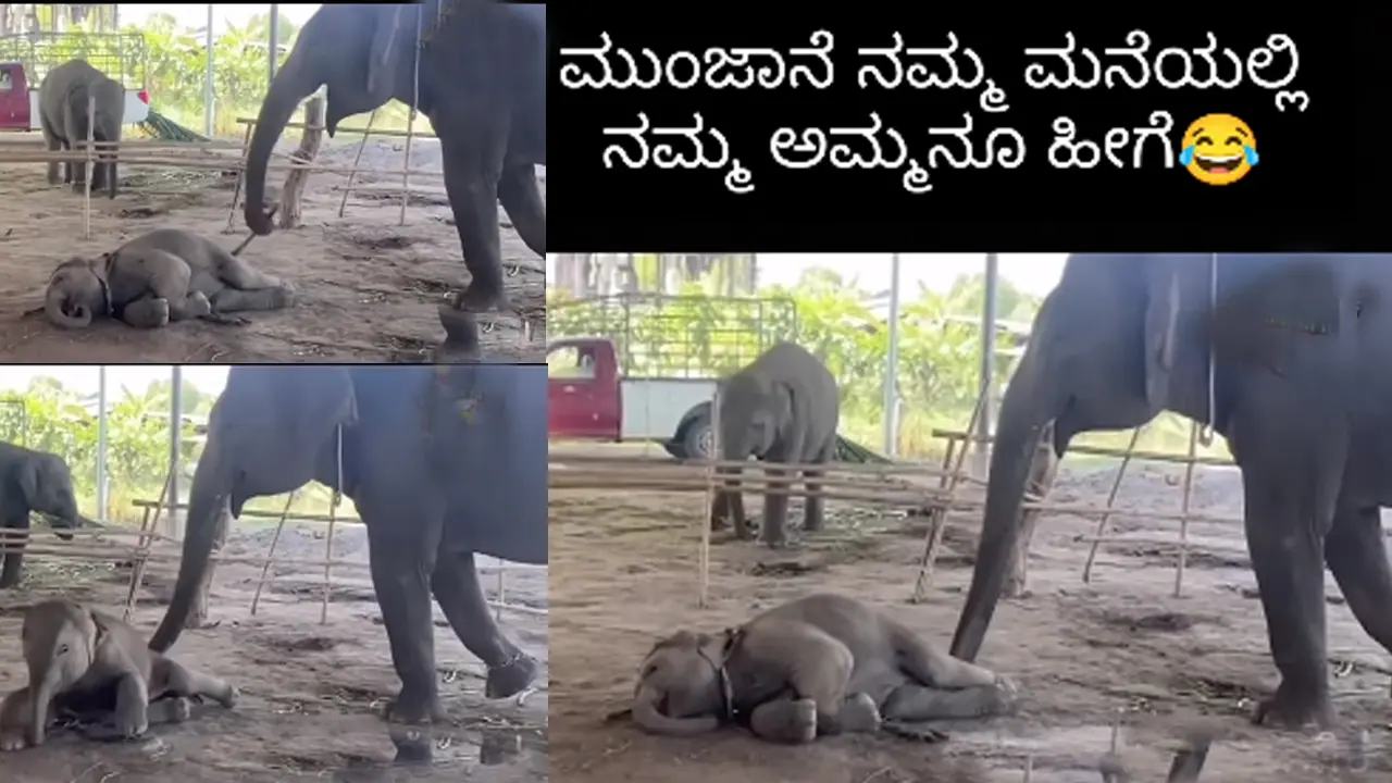 ಅಮ್ಮಾ ಪ್ಲೀಸ್​ ಸ್ವಲ್ಪ ಹೊತ್ತು ಮಲಗ್ತೀನಿ ಎಂದ್ರೂ ಈ ಅಮ್ಮ ಕೇಳ್ಲೇ ಇಲ್ಲ ನೋಡಿ: ನಿಮ್​ ಮನೆಯಲ್ಲೂ ಹೀಗೇನಾ? 