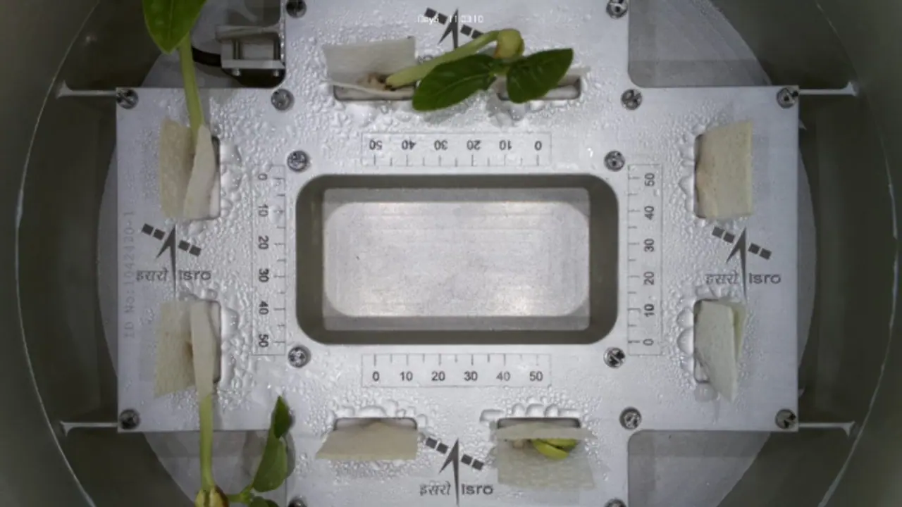 ഇസ്രൊയുടെ ക്യൂട്ട് കുട്ടികള്‍; ഇന്ത്യ ബഹിരാകാശത്തേക്ക് അയച്ച പയര്‍വിത്തുകള്‍ക്ക് ഇലകള്‍ വിരിഞ്ഞു 