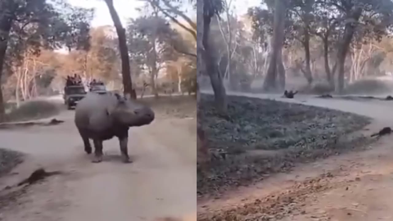 നടുക്കുന്ന ദൃശ്യങ്ങൾ, തുറന്ന ജിപ്സിയില് നിന്ന് യുവതിയും മകളും തെറിച്ചുവീണത് കാണ്ടാമൃഗത്തിന് മുന്നിൽ video നടുക്കുന്ന ദൃശ്യങ്ങൾ, തുറന്ന ജിപ്സിയില് നിന്ന് യുവതിയും മകളും തെറിച്ചുവീണത് കാണ്ടാമൃഗത്തിന് മുന്നിൽ video