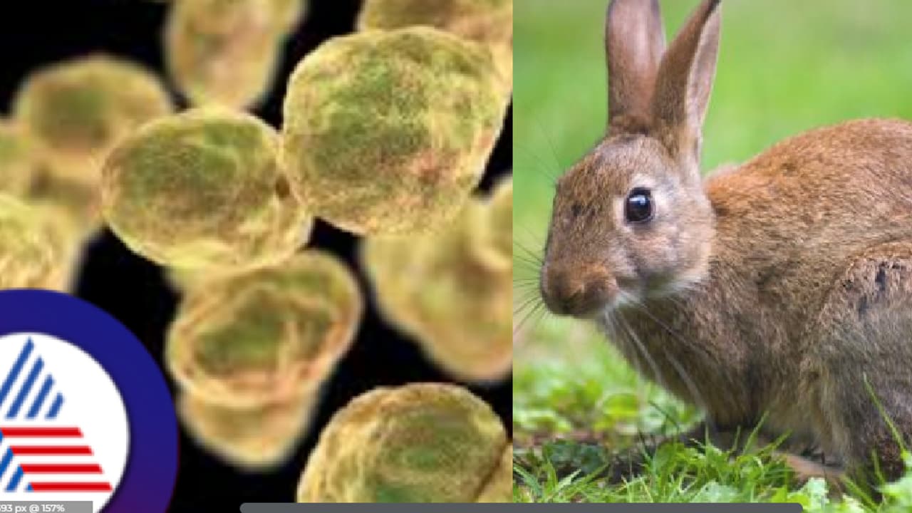 ಚೀನಾದಲ್ಲಿ HMPV ವೈರಸ್ ಹೆಚ್ಚಳ ಬೆನ್ನಲ್ಲೇ ಅಮೆರಿಕಕ್ಕೆ ತಲೆನೋವಾದ ವಿಚಿತ್ರ ಕಾಯಿಲೆ! ಚೀನಾದಲ್ಲಿ HMPV ವೈರಸ್ ಹೆಚ್ಚಳ ಬೆನ್ನಲ್ಲೇ ಅಮೆರಿಕಕ್ಕೆ ತಲೆನೋವಾದ ವಿಚಿತ್ರ ಕಾಯಿಲೆ!