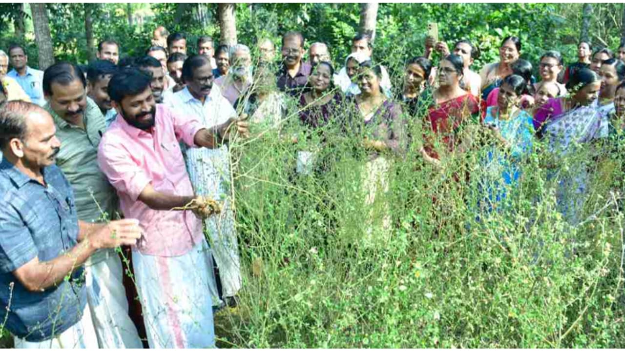 100 ഏക്കറിൽ വിളഞ്ഞ കുറുന്തോട്ടി, ഔഷധ ഗ്രാമം പദ്ധതിയുടെ രണ്ടാം ഘട്ടവും വിജയം; നൂറുമേനി കൊയ്ത് കല്ല്യാശ്ശേരി 100 ഏക്കറിൽ വിളഞ്ഞ കുറുന്തോട്ടി, ഔഷധ ഗ്രാമം പദ്ധതിയുടെ രണ്ടാം ഘട്ടവും വിജയം; നൂറുമേനി കൊയ്ത് കല്ല്യാശ്ശേരി