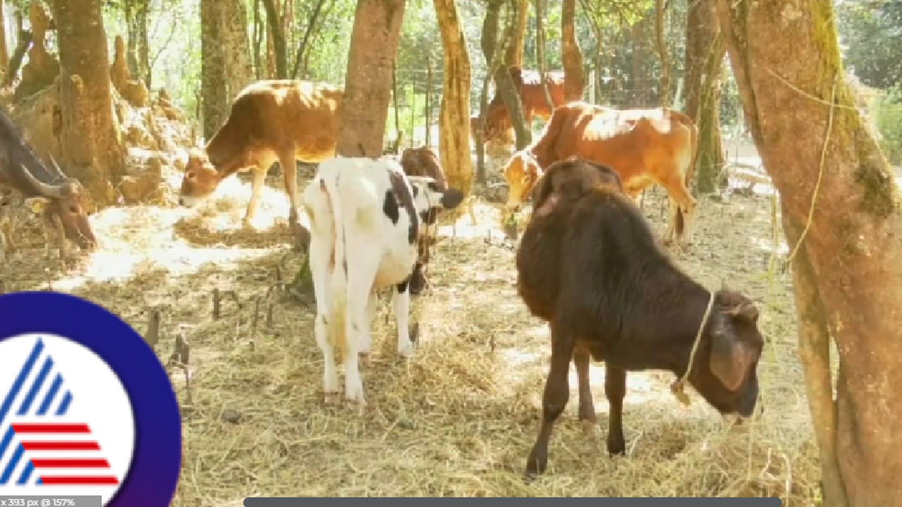 ಗೋ ಶಾಲೆಗೆ ನಯಾಪೈಸೆ ಕೊಡದ ಕಾಂಗ್ರೆಸ್ ಸರ್ಕಾರ, ಮೇವಿಲ್ಲದೆ ಬಡಕಲು ಬಿದ್ದು ನರಳುತ್ತಿವೆ ಗೋವುಗಳು! ಗೋ ಶಾಲೆಗೆ ನಯಾಪೈಸೆ ಕೊಡದ ಕಾಂಗ್ರೆಸ್ ಸರ್ಕಾರ, ಮೇವಿಲ್ಲದೆ ಬಡಕಲು ಬಿದ್ದು ನರಳುತ್ತಿವೆ ಗೋವುಗಳು!