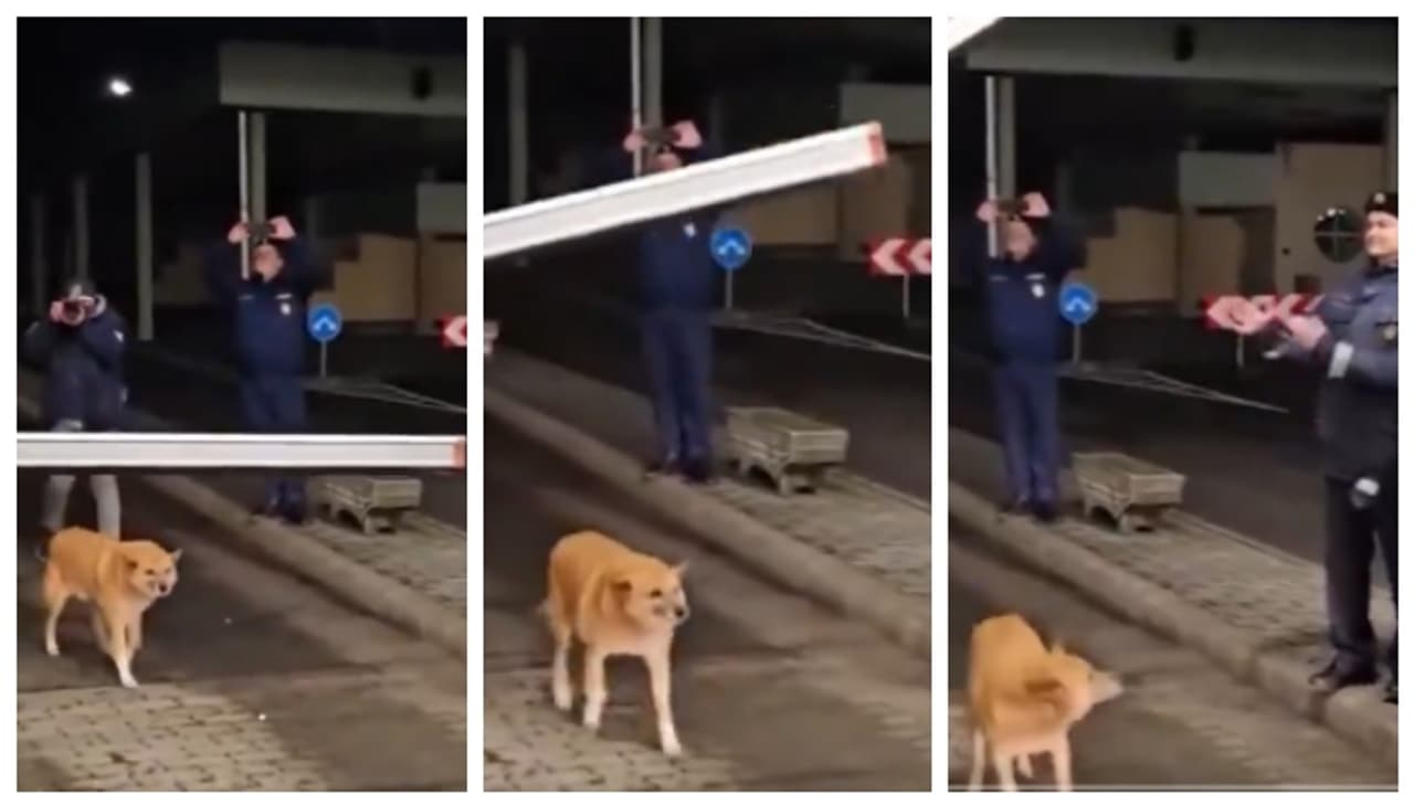 'ഒന്ന് പോ സാറെ കളിയാക്കാതെ'; ഹംഗറിയും റൊമാനിയയും രാജ്യാതിര്ത്തി തുറന്നപ്പോൾ കടന്ന് വന്ന അതിഥിയുടെ വീഡിയോ വൈറൽ 'ഒന്ന് പോ സാറെ കളിയാക്കാതെ'; ഹംഗറിയും റൊമാനിയയും രാജ്യാതിര്ത്തി തുറന്നപ്പോൾ കടന്ന് വന്ന അതിഥിയുടെ വീഡിയോ വൈറൽ