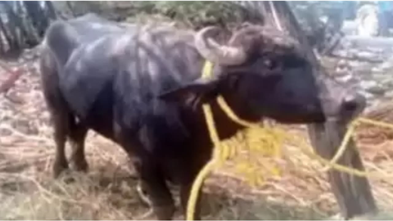 ഡിഎൻഎ പരിശോധിച്ചേ മതിയാകൂ, 5 വയസുള്ള പോത്തിനായി 2 നാട്ടുകാർ തമ്മിലുള്ള പൊരിഞ്ഞ തര്ക്കം; ഒടുവിൽ പരിഹാരം ഡിഎൻഎ പരിശോധിച്ചേ മതിയാകൂ, 5 വയസുള്ള പോത്തിനായി 2 നാട്ടുകാർ തമ്മിലുള്ള പൊരിഞ്ഞ തര്ക്കം; ഒടുവിൽ പരിഹാരം