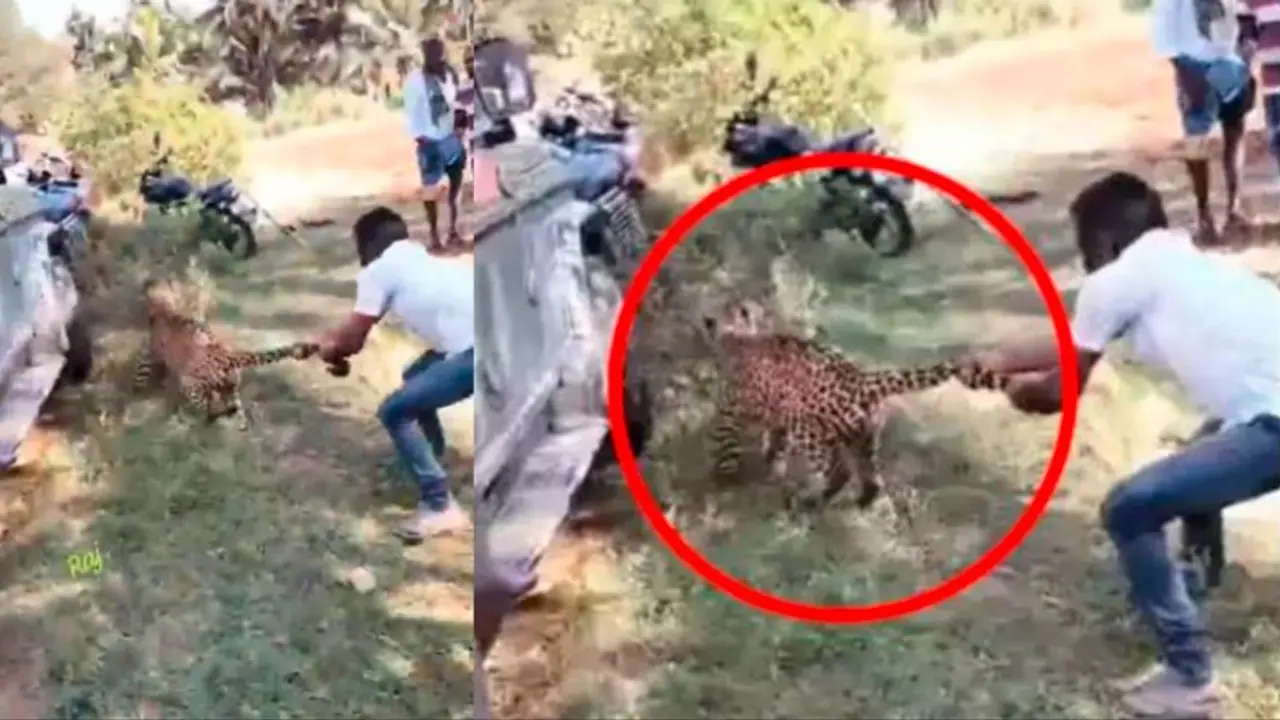 Caught on camera: Man catches leopard by tail in Karnataka's Tumakuru, helps officials capture it (WATCH)