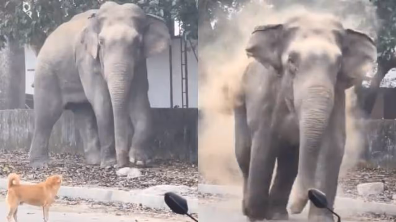 എവിടുന്നു കിട്ടി മോനേ നിനക്കീ ധൈര്യം? അവസാനത്തെ ഓട്ടം കാണേണ്ടതു തന്നെ; ആനയും നായയും നേര്ക്കുനേര് വന്നാല് എവിടുന്നു കിട്ടി മോനേ നിനക്കീ ധൈര്യം? അവസാനത്തെ ഓട്ടം കാണേണ്ടതു തന്നെ; ആനയും നായയും നേര്ക്കുനേര് വന്നാല്