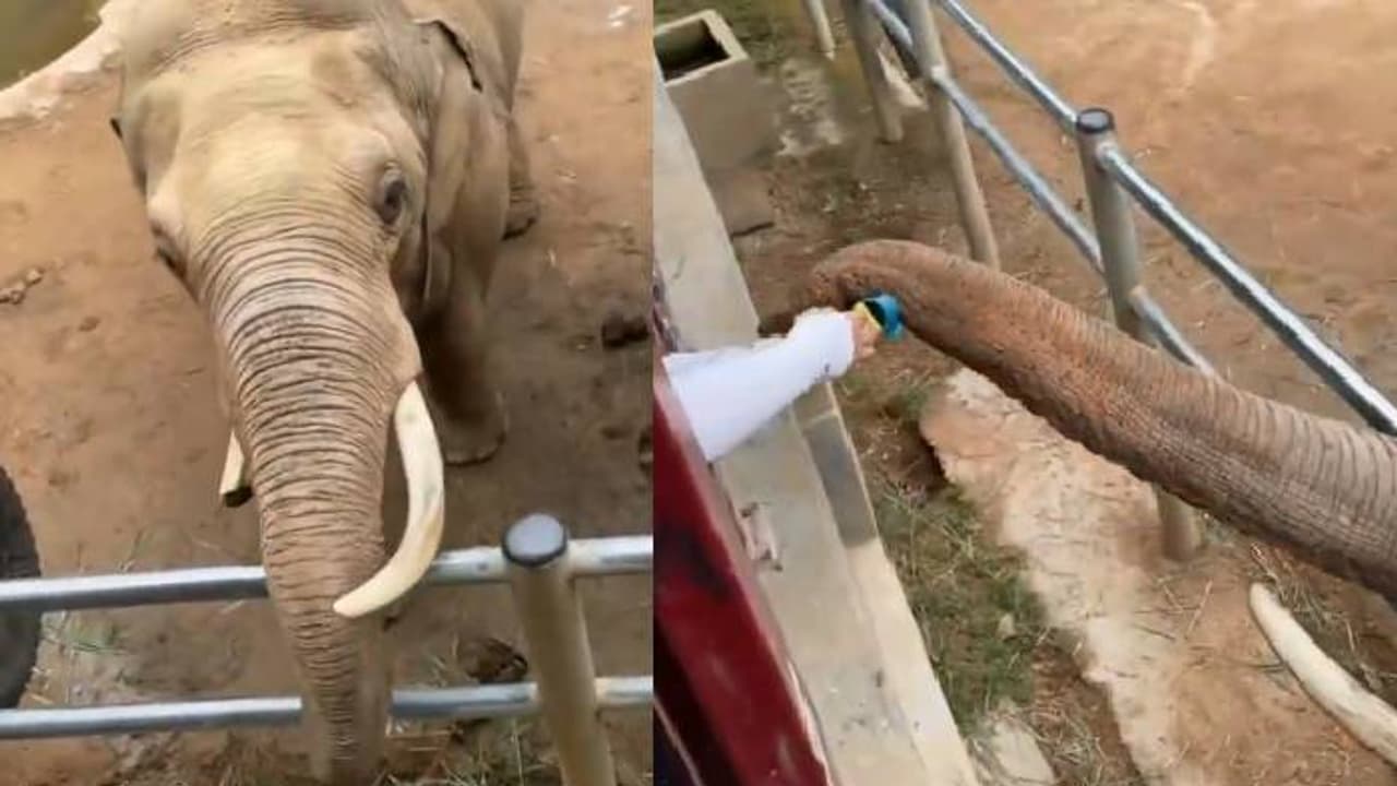 ഡാ കൊച്ചെർക്കാ, ഇന്നാടാ നിന്റെ ചെരുപ്പ്; തീരെ പ്രതീക്ഷിക്കാത്ത കാഴ്ച, ജനങ്ങളെ അമ്പരപ്പിച്ച് ആന