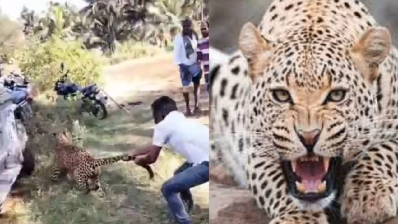 வனத்துறை பிடித்த சிறுத்தை... சிறிது நேரத்தில் இறந்த பரிதாபம்! என்ன நேர்ந்தது?