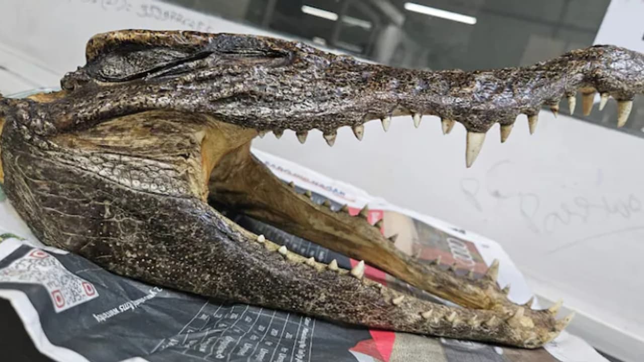 777 ഗ്രാം ഭാരം, ലഗേജിൽ ക്രീം നിറമുള്ള തുണിയിൽ ഒളിപ്പിച്ചത് മുതലക്കുഞ്ഞിന്‍റെ തലയോട്ടി; യാത്രക്കാരൻ പിടിയിൽ 