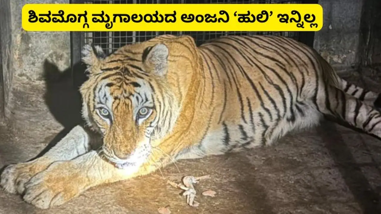 ಶಿವಮೊಗ್ಗ ಮೃಗಾಲಯದ ಪ್ರವಾಸಿಗರ ನೆಚ್ಚಿನ ಹುಲಿ ಅಂಜನಿ ಇನ್ನಿಲ್ಲ ಶಿವಮೊಗ್ಗ ಮೃಗಾಲಯದ ಪ್ರವಾಸಿಗರ ನೆಚ್ಚಿನ ಹುಲಿ ಅಂಜನಿ ಇನ್ನಿಲ್ಲ