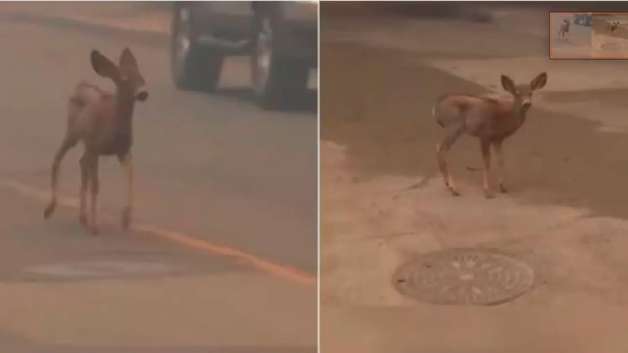 LA wildfires: Baby deer running through Altadena as blaze rages on leaves Internet heartbroken (WATCH) LA wildfires: Baby deer running through Altadena as blaze rages on leaves Internet heartbroken (WATCH)