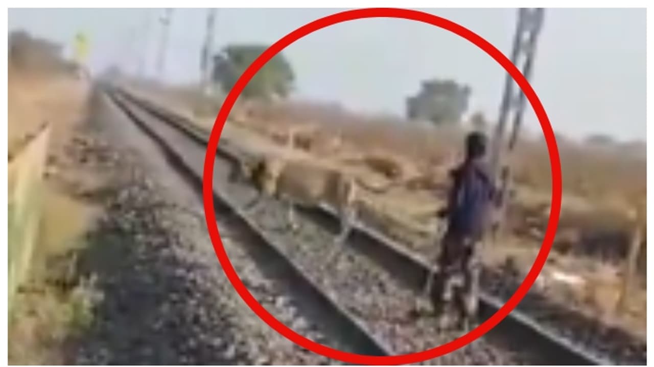 'ഓഡ്രാ കാട്ടിലേക്ക്...'; റെയിൽവേ ട്രാക്കിലേക്ക് ഇരതേടിയെത്തിയ സിംഹത്തെ ഓടിച്ച് ഫോറസ്റ്റ് ഗാര്‍ഡ്; വീഡിയോ വൈറൽ