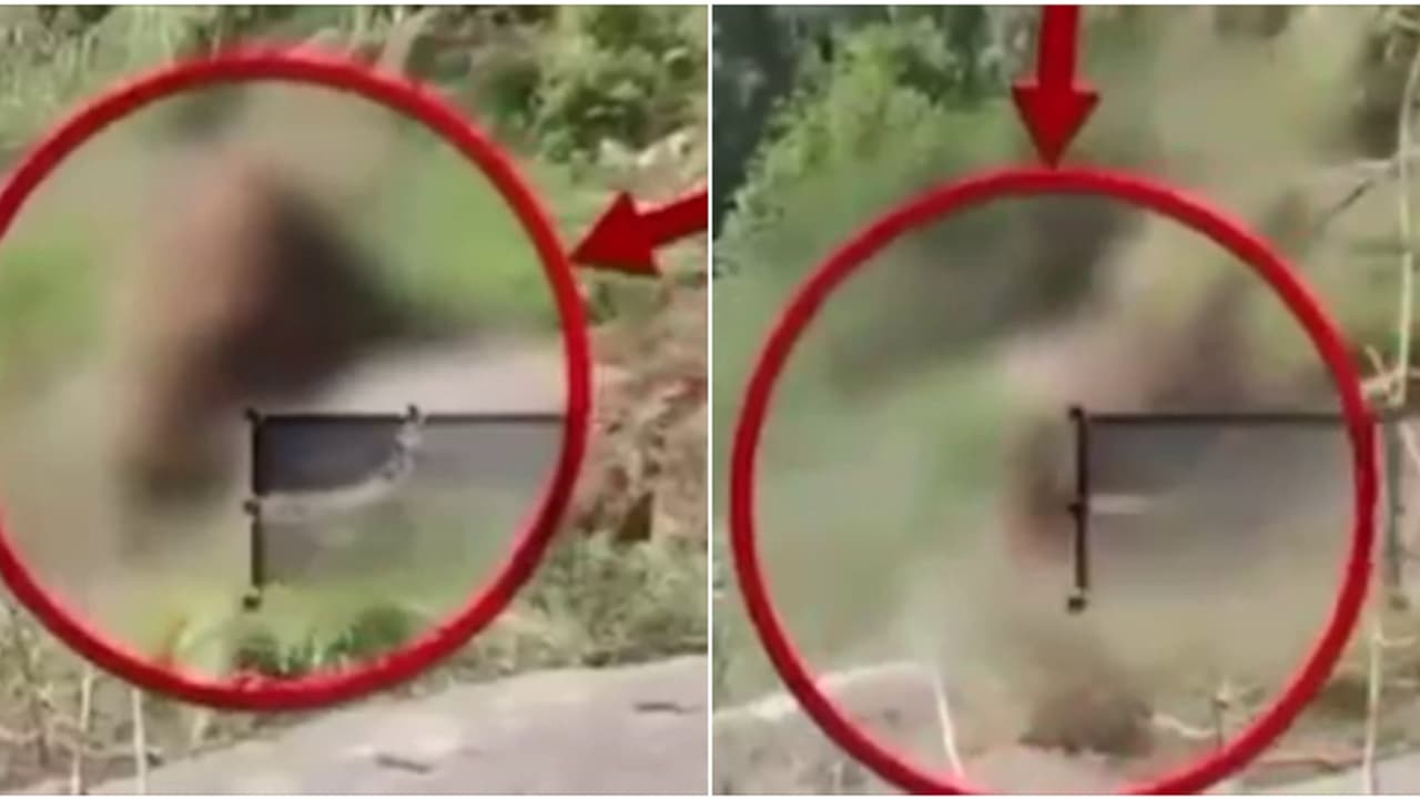 വെള്ളം കുടിക്കുന്നതിനിടെ കാൽ വഴുതി 70 അടി താഴ്ച്ചയിലേക്ക്; തലയിടിച്ചു പലവട്ടം മറിഞ്ഞു,കാട്ടാനക്ക് ദാരുണാന്ത്യം