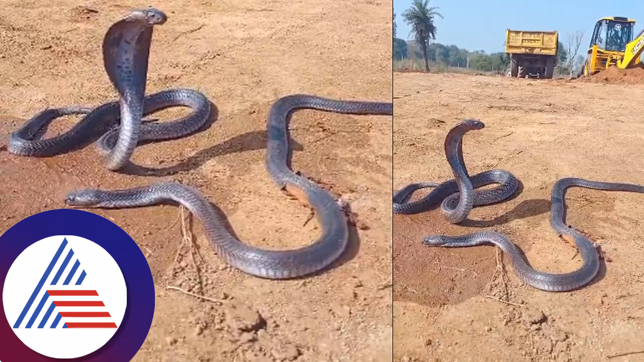 ಚಕ್ರಕ್ಕೆ ಸಿಲುಕಿ ಗಂಭೀರ ಗಾಯವಾದರೂ ಸತ್ತ ನಾಗನಿಗಾಗಿ ಕಾದು ಕುಳಿತ ನಾಗಿಣಿ: ಕಣ್ಣೀರಿನ ವಿಡಿಯೋ ವೈರಲ್​ 