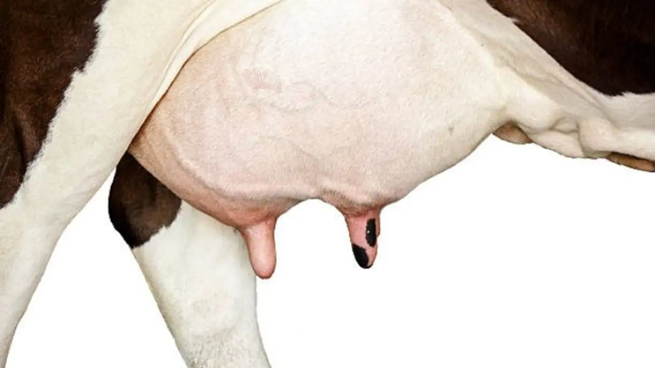 Bengaluru SHOCKER! Miscreants cut 3 cows' udders in Chamarajpet; Police launch investigation