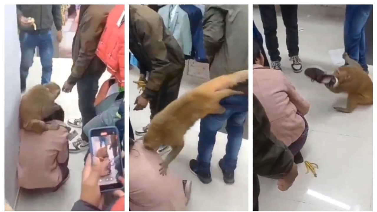 ഷോപ്പിംഗ് മാളിൽ വച്ച് യുവതിയുടെ തലയിൽ ഇരുന്ന് മുടി വലിച്ചും കടിച്ചും കുരങ്ങന്റെ പരാക്രമം; വീഡിയോ ഷോപ്പിംഗ് മാളിൽ വച്ച് യുവതിയുടെ തലയിൽ ഇരുന്ന് മുടി വലിച്ചും കടിച്ചും കുരങ്ങന്റെ പരാക്രമം; വീഡിയോ