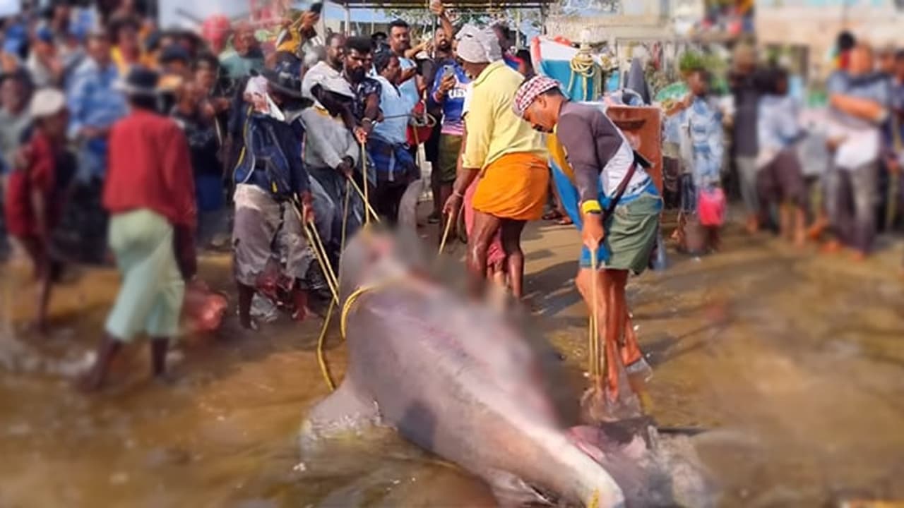 ചൂണ്ടയിൽ കുരുങ്ങിയത് 400 കിലോയുള്ള അച്ചിണി സ്രാവ്, മണിക്കൂറുകൾ നീണ്ട പോരാട്ടം; 80,000ത്തോളം രൂപയ്ക്ക് വിൽപ്പന ചൂണ്ടയിൽ കുരുങ്ങിയത് 400 കിലോയുള്ള അച്ചിണി സ്രാവ്, മണിക്കൂറുകൾ നീണ്ട പോരാട്ടം; 80,000ത്തോളം രൂപയ്ക്ക് വിൽപ്പന