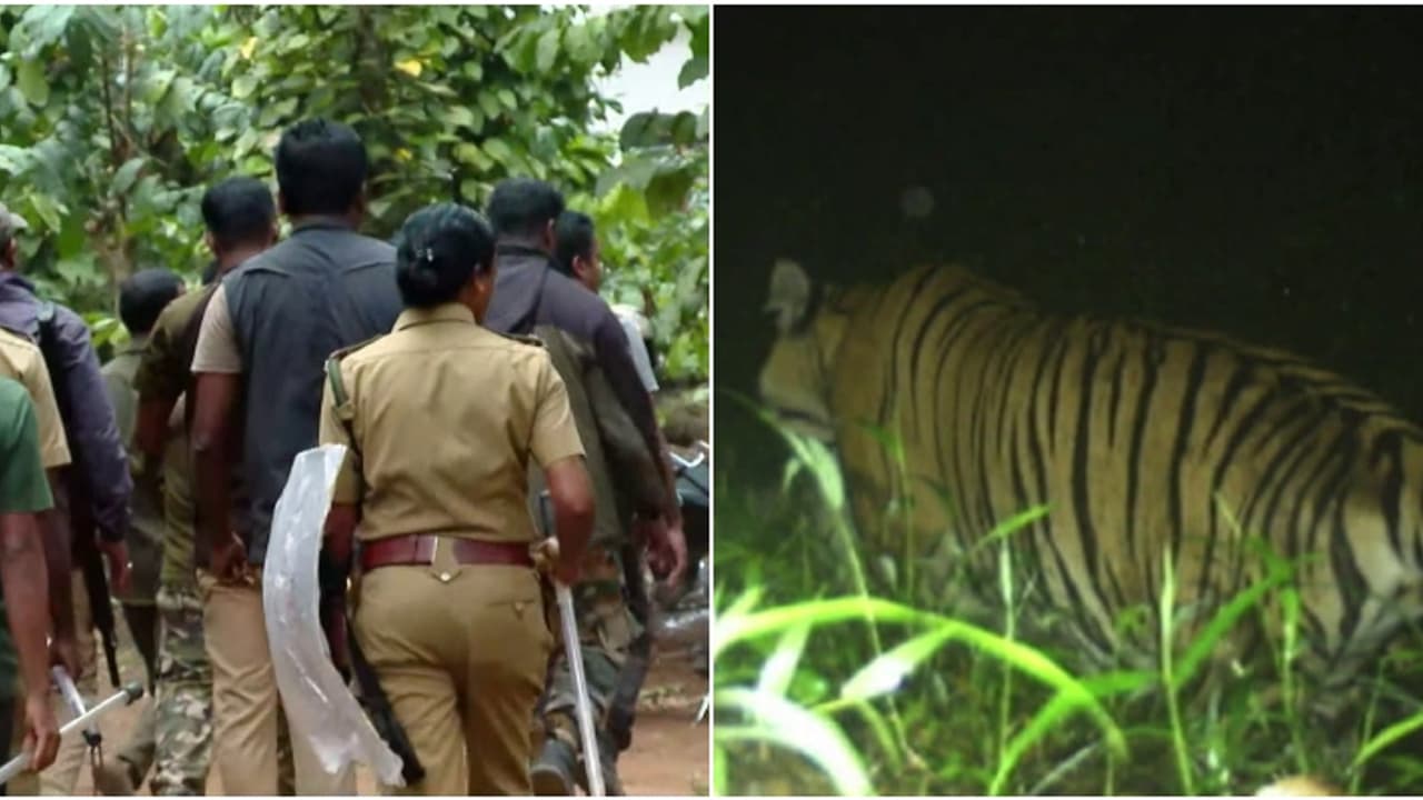 അമരക്കുനിയില്‍ വേട്ട തുടർന്ന് കടുവ; വീണ്ടും ആടിനെ കടിച്ച് കൊന്നു, വീട്ടുകാർ ബഹളം വച്ചതോടെ ഓടിമറഞ്ഞു