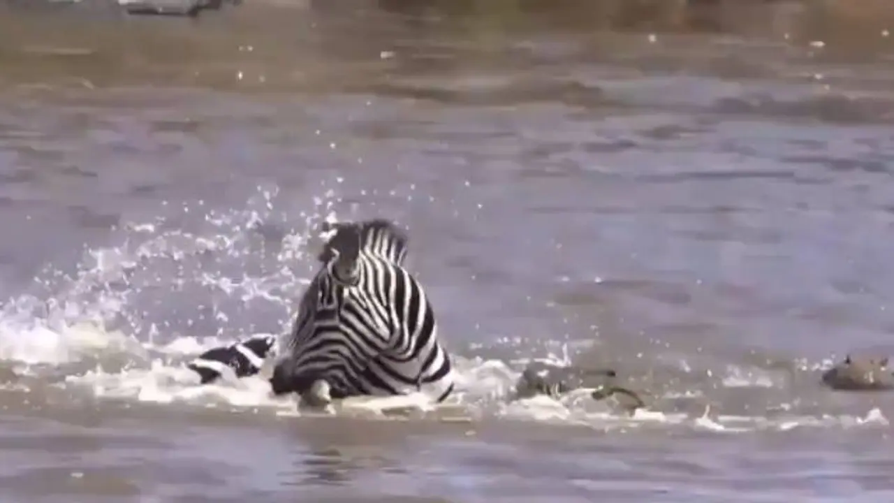 നെഞ്ചിടിപ്പോടെയല്ലാതെ കാണാനാവില്ല, ഒടുവിലാര് ജയിക്കും, സീബ്രയും മുതലയും തമ്മിൽ പൊരിഞ്ഞ പോരാട്ടം