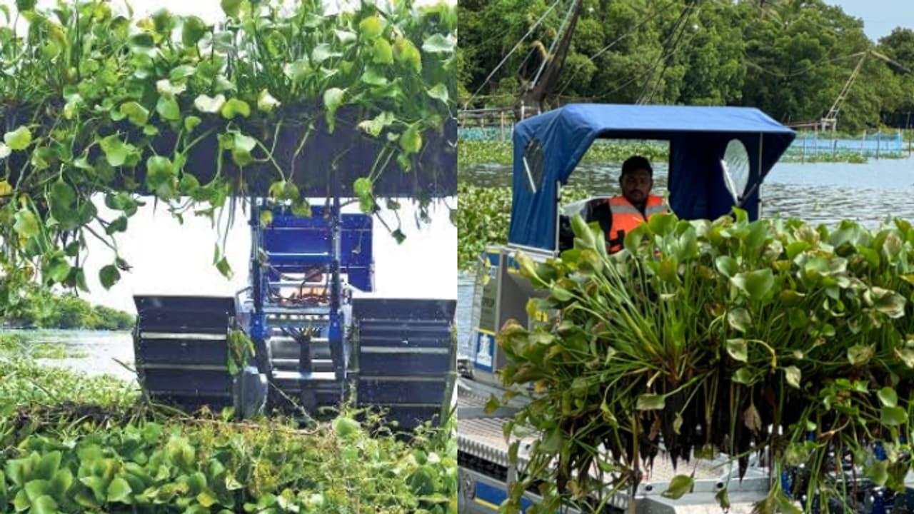 ഹമ്പട കേമാ..'ടിയാന്റെ' വരവിൽ നഗരസഭക്ക് ലാഭം 7,87,966 രൂപ; വീഡ് ഹാര്‍വെസ്റ്റിംഗ് മെഷീൻ ഹിറ്റെന്ന് കൊച്ചി നഗരസഭ