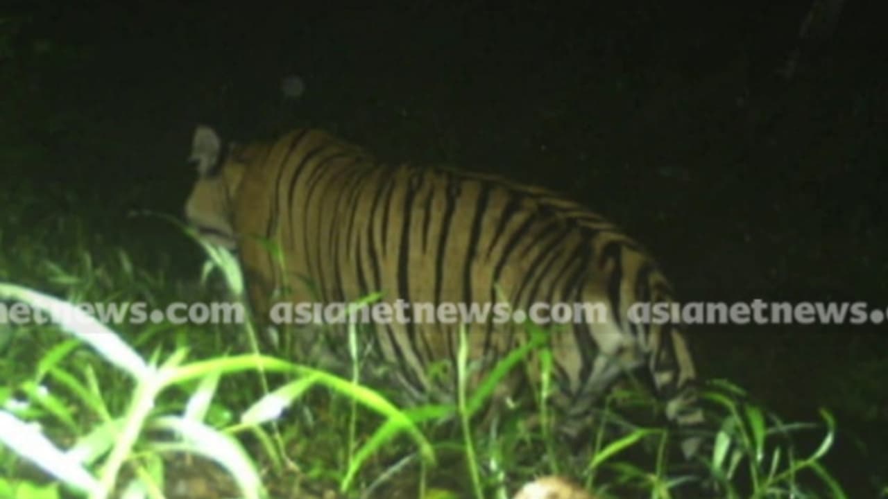 കടുവ കാണാമറയത്ത് തന്നെ, ഇന്നലെയും ആടിനെ കൊന്നു ; മയക്കുവെടി ഒരുക്കത്തിന് മുന്പ് വന്നത് 2 തവണ കടുവ കാണാമറയത്ത് തന്നെ, ഇന്നലെയും ആടിനെ കൊന്നു ; മയക്കുവെടി ഒരുക്കത്തിന് മുന്പ് വന്നത് 2 തവണ