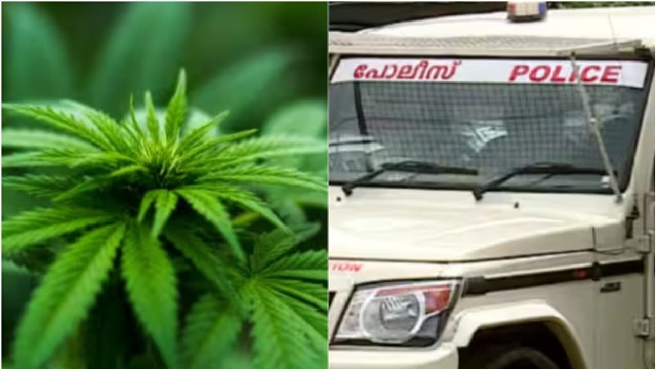 വാടക വീട്ടില് ലഹരി വില്പ്പന, പൊലീസെത്തും മുന്പേ ഓടി പ്രതി; എംഡിഎംഎയും കഞ്ചാവും വാങ്ങാനെത്തിയവര് കുടുങ്ങി വാടക വീട്ടില് ലഹരി വില്പ്പന, പൊലീസെത്തും മുന്പേ ഓടി പ്രതി; എംഡിഎംഎയും കഞ്ചാവും വാങ്ങാനെത്തിയവര് കുടുങ്ങി