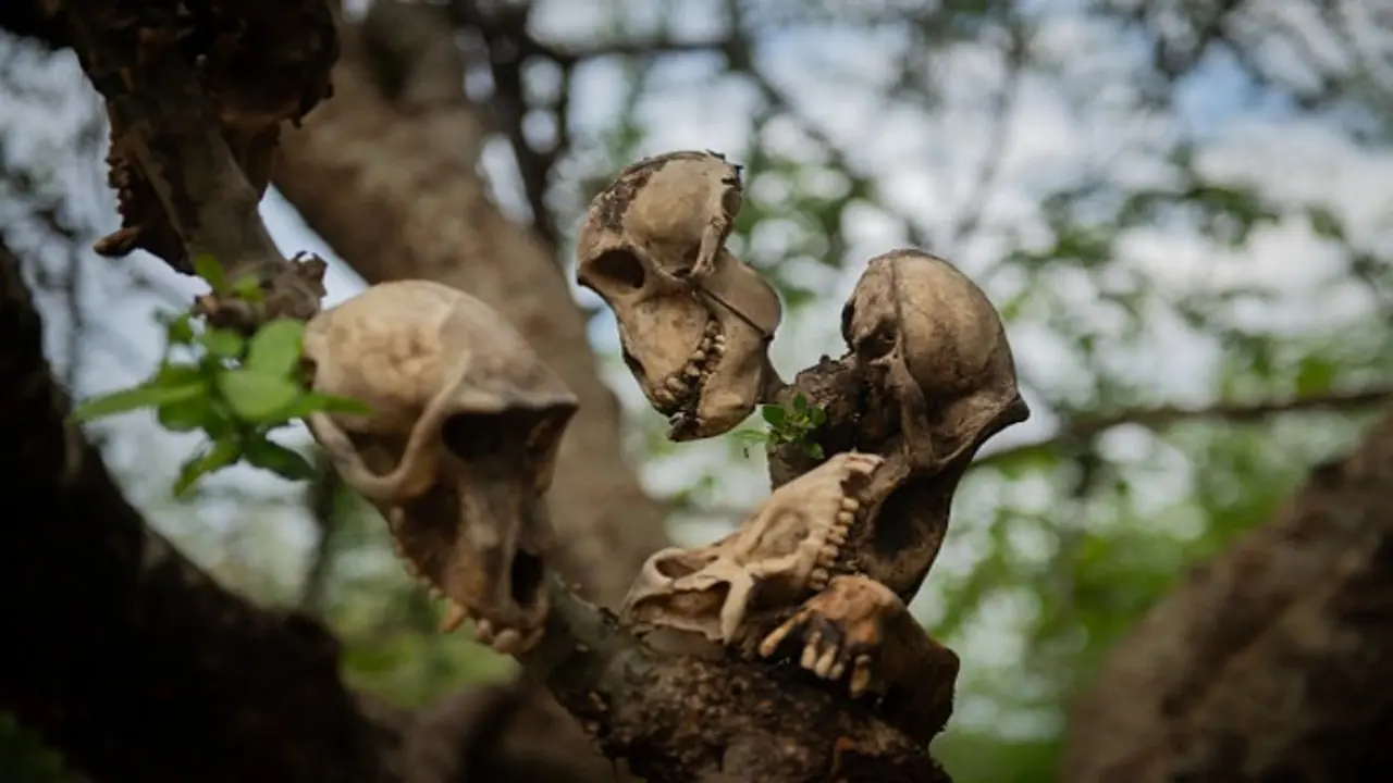 GROUNDBREAKING: Scientists reveal face of 'completely lost' human ancestor, rewrite history of evolution GROUNDBREAKING: Scientists reveal face of 'completely lost' human ancestor, rewrite history of evolution