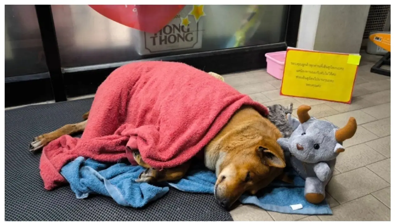 മൂന്ന് മാസം മുമ്പ് മരിച്ച യജമാനനെ കാത്ത് കടയ്ക്ക് മുന്നില് നിന്നും മാറാതെ ഒരു തെരുവ് നായ; കുറിപ്പ് വൈറല് മൂന്ന് മാസം മുമ്പ് മരിച്ച യജമാനനെ കാത്ത് കടയ്ക്ക് മുന്നില് നിന്നും മാറാതെ ഒരു തെരുവ് നായ; കുറിപ്പ് വൈറല്