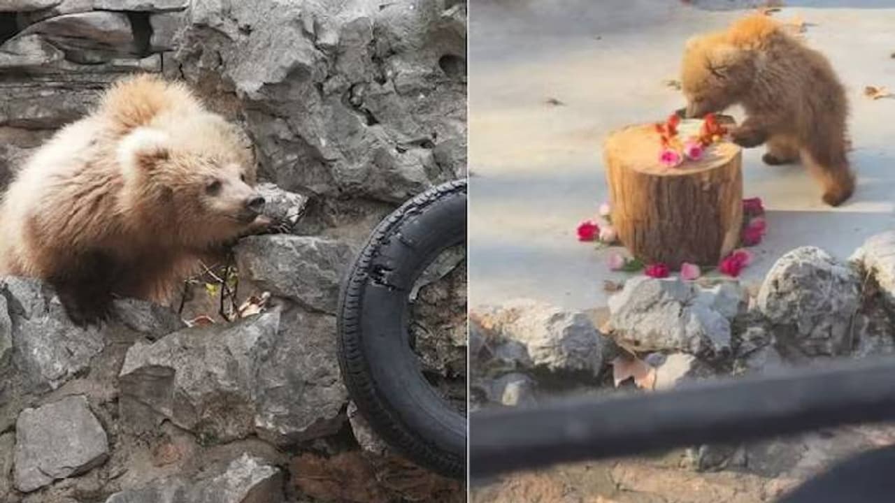 അമ്പോ നമ്മുടെ ജുൻജുൻ അല്ലേ അത്? സൂപ്പർസ്റ്റാറാണ്, സോഷ്യൽമീഡിയയിൽ തരം​ഗമാണ് ഈ കരടിക്കുഞ്ഞ് 