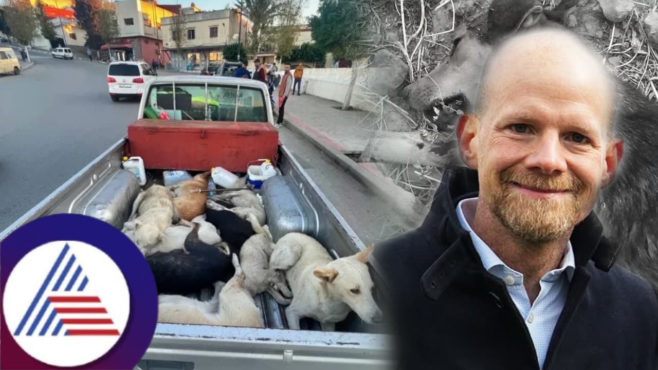 Morocco's plan to cull 3 million stray dogs ahead of FIFA 2030 stirs global outrage