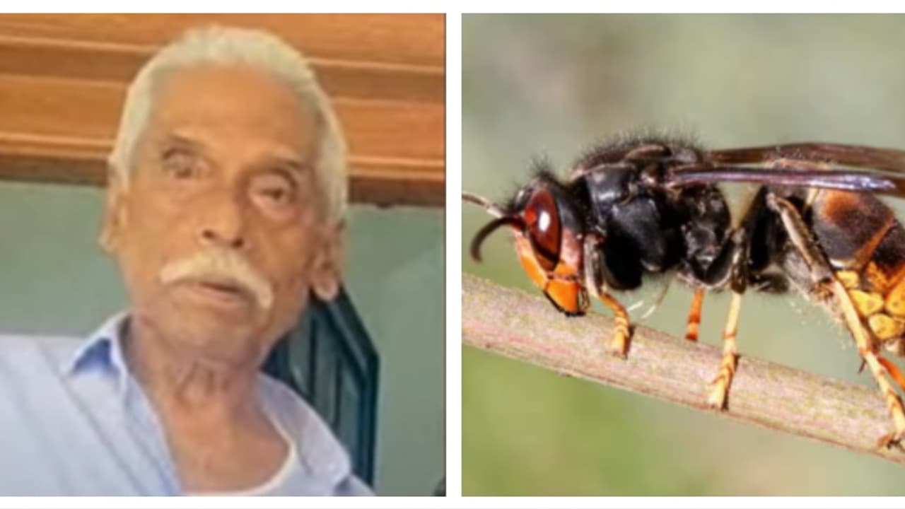 കടന്നലിന്റെ കുത്തേറ്റ് ചികിത്സയിൽ കഴിഞ്ഞിരുന്ന വയോധികൻ മരിച്ചു; രണ്ട് പേർ ചികിത്സയിൽ 