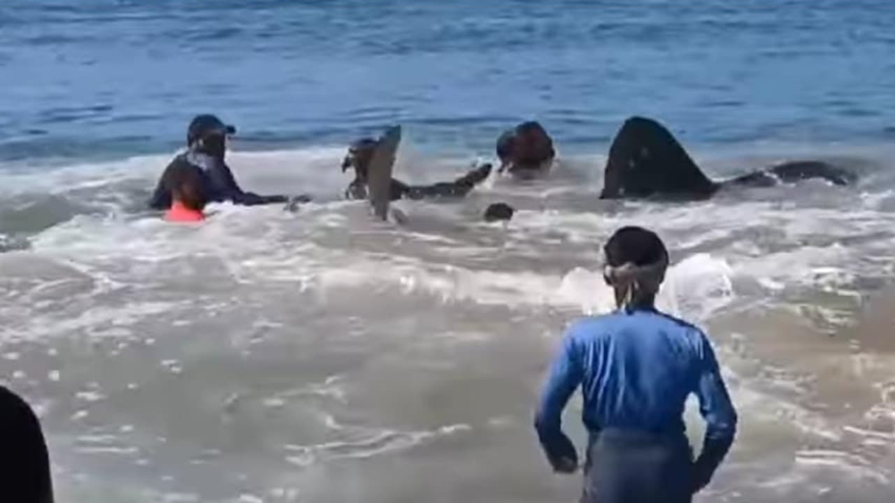 കരമടി വലയിൽ എത്തിയത് ചാകരയെന്ന് കരുതി, വലിച്ച് കയറ്റിയത് തിമിംഗലത്തെ, തിരികെ അയച്ച് മത്സ്യത്തൊഴിലാളികൾ കരമടി വലയിൽ എത്തിയത് ചാകരയെന്ന് കരുതി, വലിച്ച് കയറ്റിയത് തിമിംഗലത്തെ, തിരികെ അയച്ച് മത്സ്യത്തൊഴിലാളികൾ