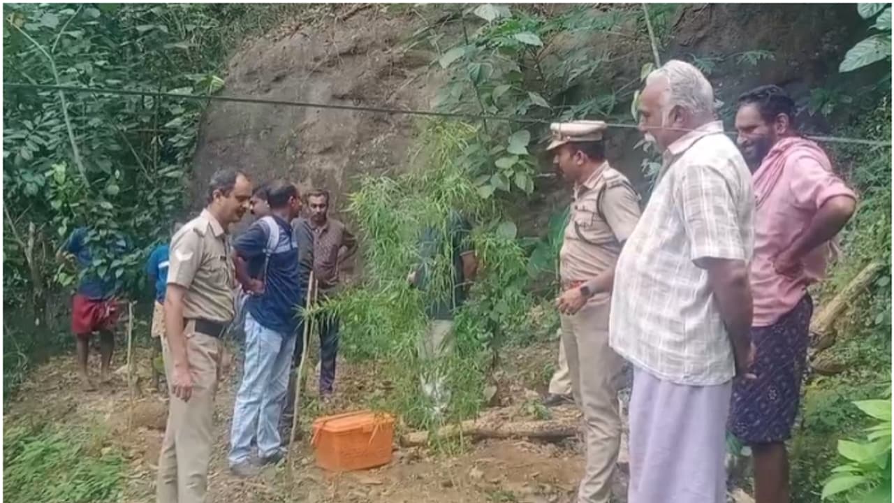 പുരയിടത്തിൽ ഒന്നര മീറ്റർ നീളത്തിൽ ജോയി വളർത്തി, നാട്ടുകാര് കണ്ടില്ല, കണ്ടതാകട്ടെ എക്സൈസ്, 7 കഞ്ചാവ് ചെടികൾ പുരയിടത്തിൽ ഒന്നര മീറ്റർ നീളത്തിൽ ജോയി വളർത്തി, നാട്ടുകാര് കണ്ടില്ല, കണ്ടതാകട്ടെ എക്സൈസ്, 7 കഞ്ചാവ് ചെടികൾ