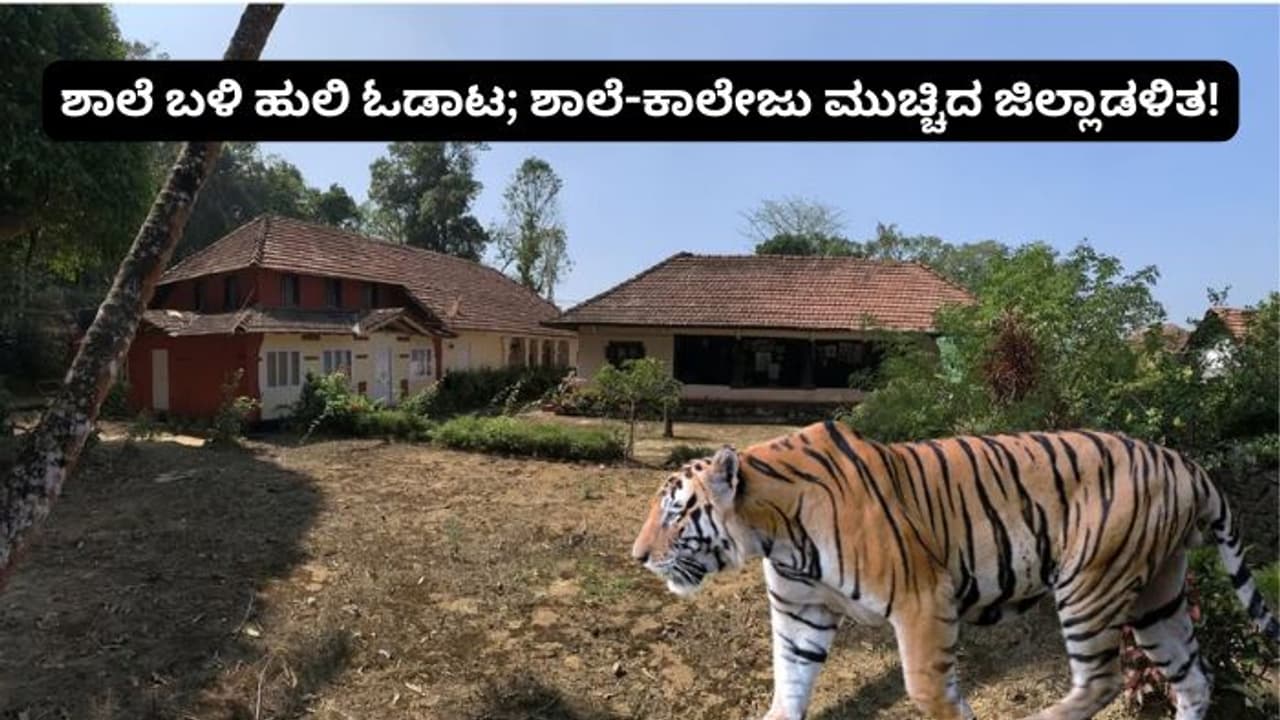 ಹುಲಿ ಬಂತು ಹುಲಿ: ಶಾಲಾ ಕಾಲೇಜು ಬಂದ್ ಮಾಡಿದ ಜಿಲ್ಲಾಡಳಿತ! ಹುಲಿ ಬಂತು ಹುಲಿ: ಶಾಲಾ ಕಾಲೇಜು ಬಂದ್ ಮಾಡಿದ ಜಿಲ್ಲಾಡಳಿತ!