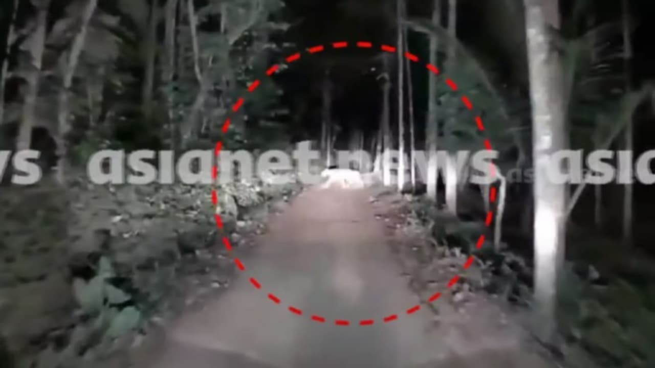 അമരക്കുനിയിലെ കടുവയുടെ ദൃശ്യങ്ങൾ ഏഷ്യാനെറ്റ് ന്യൂസിന് ലഭിച്ചു; ഇന്നത്തെ തെരച്ചിലിലും കണ്ടെത്താൻ കഴിഞ്ഞില്ല