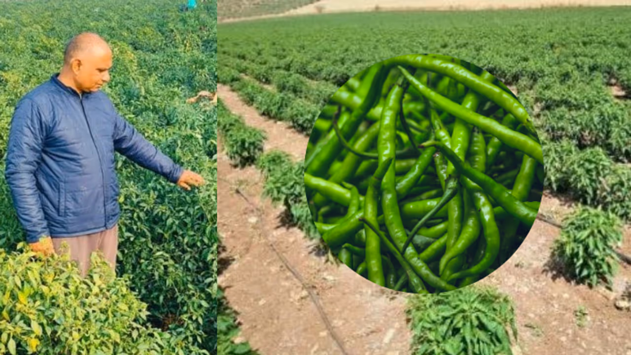 Which crops are best to grow? Which crops are best to grow?