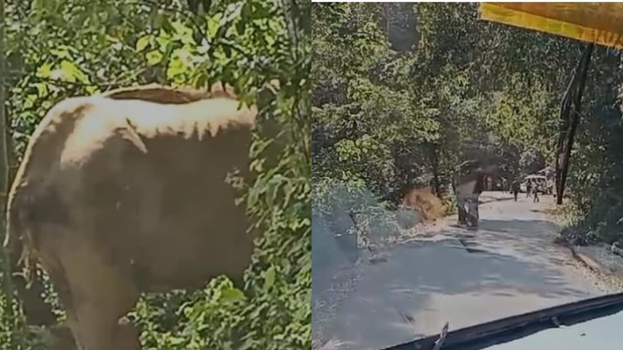 ചാലക്കുടി മലക്കപ്പാറ പാതയിൽ നടുറോഡിൽ നിലയുറപ്പിച്ച് മുറിവാലൻ, ഗതാഗത തടസം ചാലക്കുടി മലക്കപ്പാറ പാതയിൽ നടുറോഡിൽ നിലയുറപ്പിച്ച് മുറിവാലൻ, ഗതാഗത തടസം