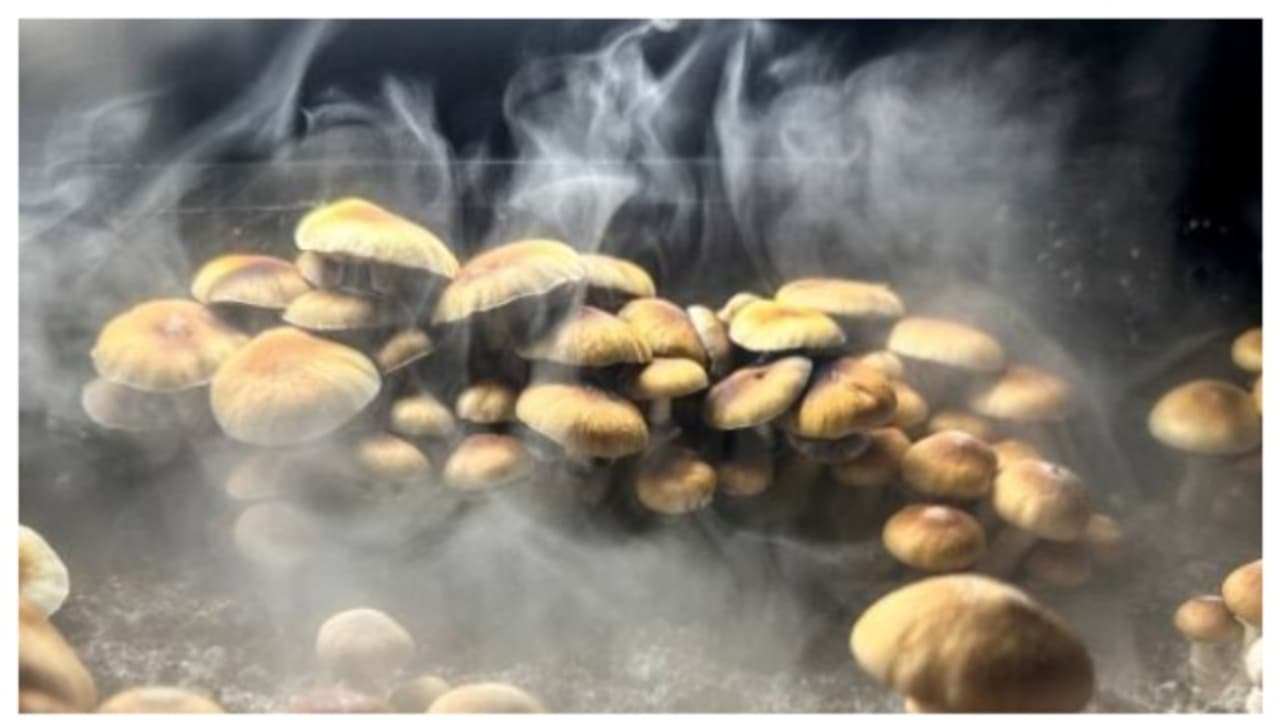 'മാജിക് മഷ്റൂം നിരോധിത ലഹരിവസ്തുവല്ല'; സ്വാഭാവികമായി ഉണ്ടാകുന്ന ഫം​ഗസ് മാത്രമെന്ന് ഹൈക്കോടതി